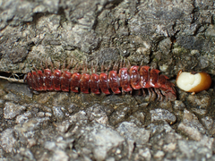 Pseudopolydesmus erasus