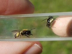Andrena anisochlora