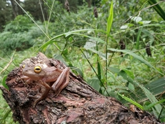 Rhacophorus margaritifer