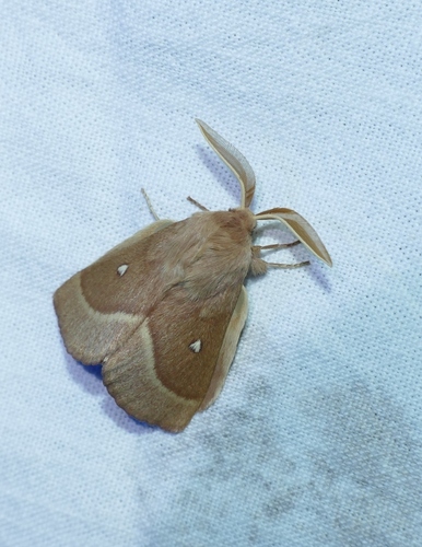 Lasiocampa trifolii trifolii