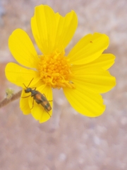 Eupompha elegans perpulchra