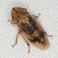 Stenocotis depressa