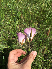 Calochortus catalinae