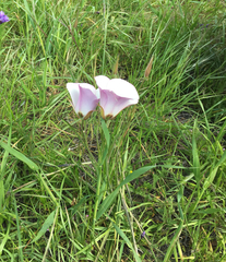 Calochortus catalinae