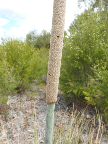 Image of Xanthorrhoea fulva by (c) Scott W. Gavins, some rights reserved (CC BY)