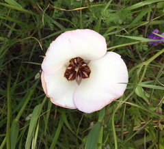 Calochortus catalinae