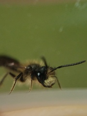 Andrena anisochlora