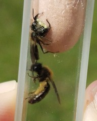Andrena anisochlora