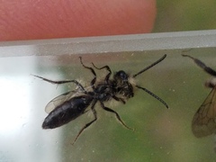 Andrena anisochlora