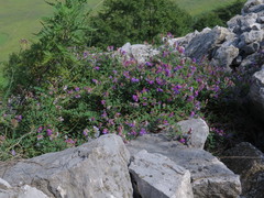 Vicia amurensis