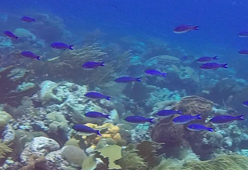 Creole wrasse