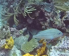 Haemulon carbonarium