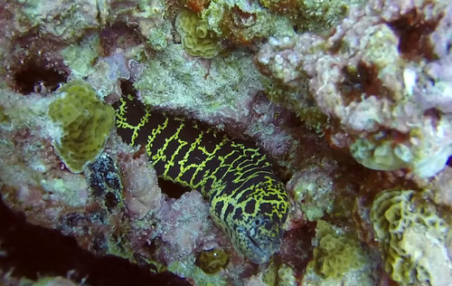 Chain Moray