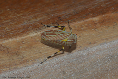 Aetalionidae