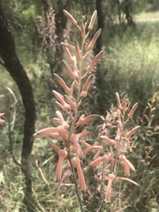 Aloe komatiensis