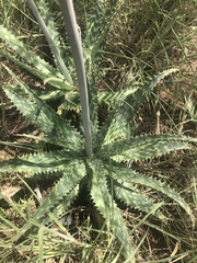 Aloe komatiensis