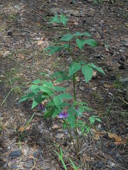 Vicia venosa baicalensis