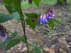 Vicia venosa baicalensis