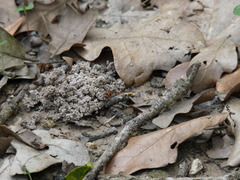 Pseudomethoca simillima