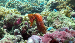 Hippocampus ingens