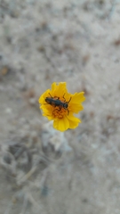 Eupompha elegans perpulchra