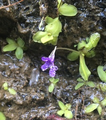 Pinguicula macroceras