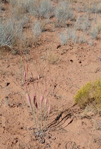 Image of Eriogonum fusiforme by (c) John Brew, some rights reserved (CC BY)
