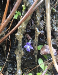 Pinguicula macroceras