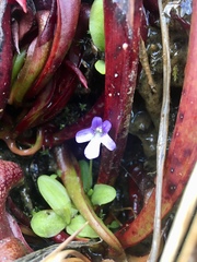 Pinguicula macroceras