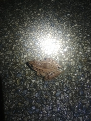 Lithobates sphenocephalus utricularius