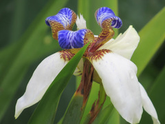 Trimezia gracilis
