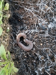 Batrachoseps major major