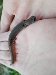 Batrachoseps major major