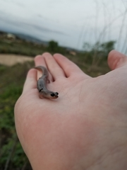 Batrachoseps major major