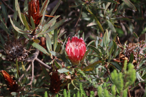 Image of Protea burchellii by (c) Tony Rebelo, some rights reserved (CC BY-SA)