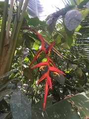 Heliconia mooreana