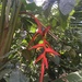 Heliconia mooreana - Photo (c) Pablo Carrillo-Reyes, some rights reserved (CC BY-NC), uploaded by Pablo Carrillo-Reyes