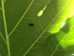 Polyneros atroviolaceus