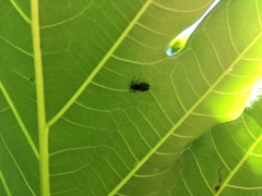 Polyneros atroviolaceus