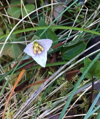 Pseudotrillium rivale