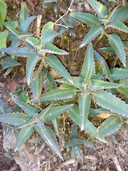 Kalanchoe daigremontiana