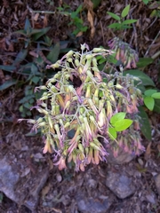 Kalanchoe daigremontiana