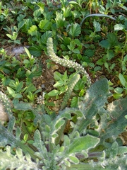 Plantago floccosa