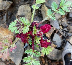 Synchytrium papillatum