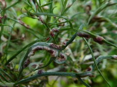 Aceria paracalifornica