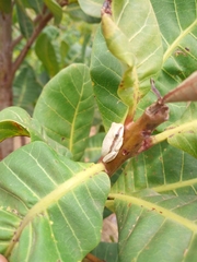 Hyperolius nitidulus