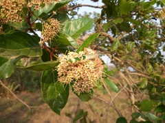 Pseudocreobotra ocellata