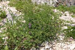 Vicia japonica