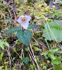 Pseudotrillium rivale