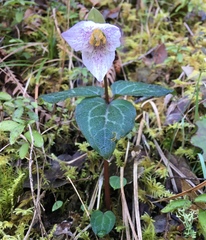 Pseudotrillium rivale